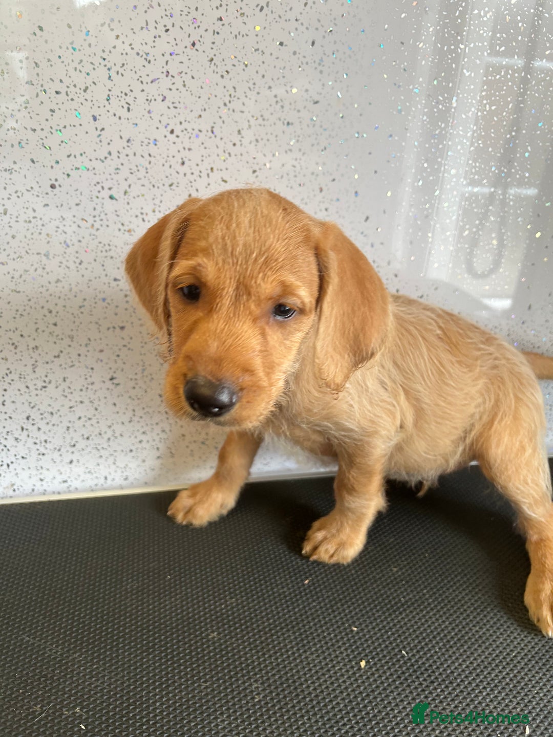 Mixed Breed dogs for sale: Stunning vizapoo puppies  - Image 13