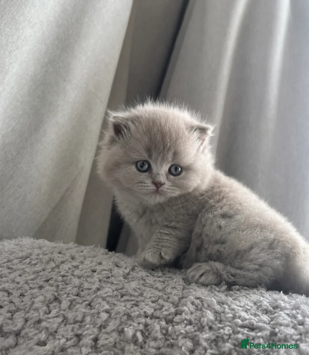 British Longhair cats for sale: ✨ Stunning TICA Reg British Longhair Kittens in Felixstowe - Advert 11