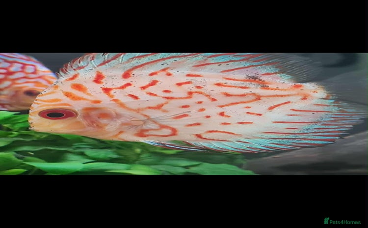 Discus fish - Advert 12