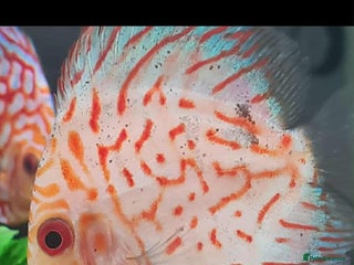 Discus fish - Advert 1