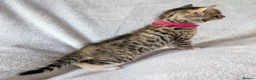 Mixed Breed cats for sale: Beautiful half Bengal kittens - Advert 12