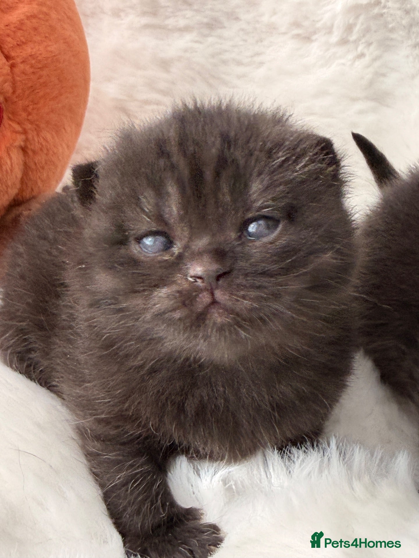 British Shorthair cats 🏆Champions line🏆BSH Kittens Tica reg  - Advert 1