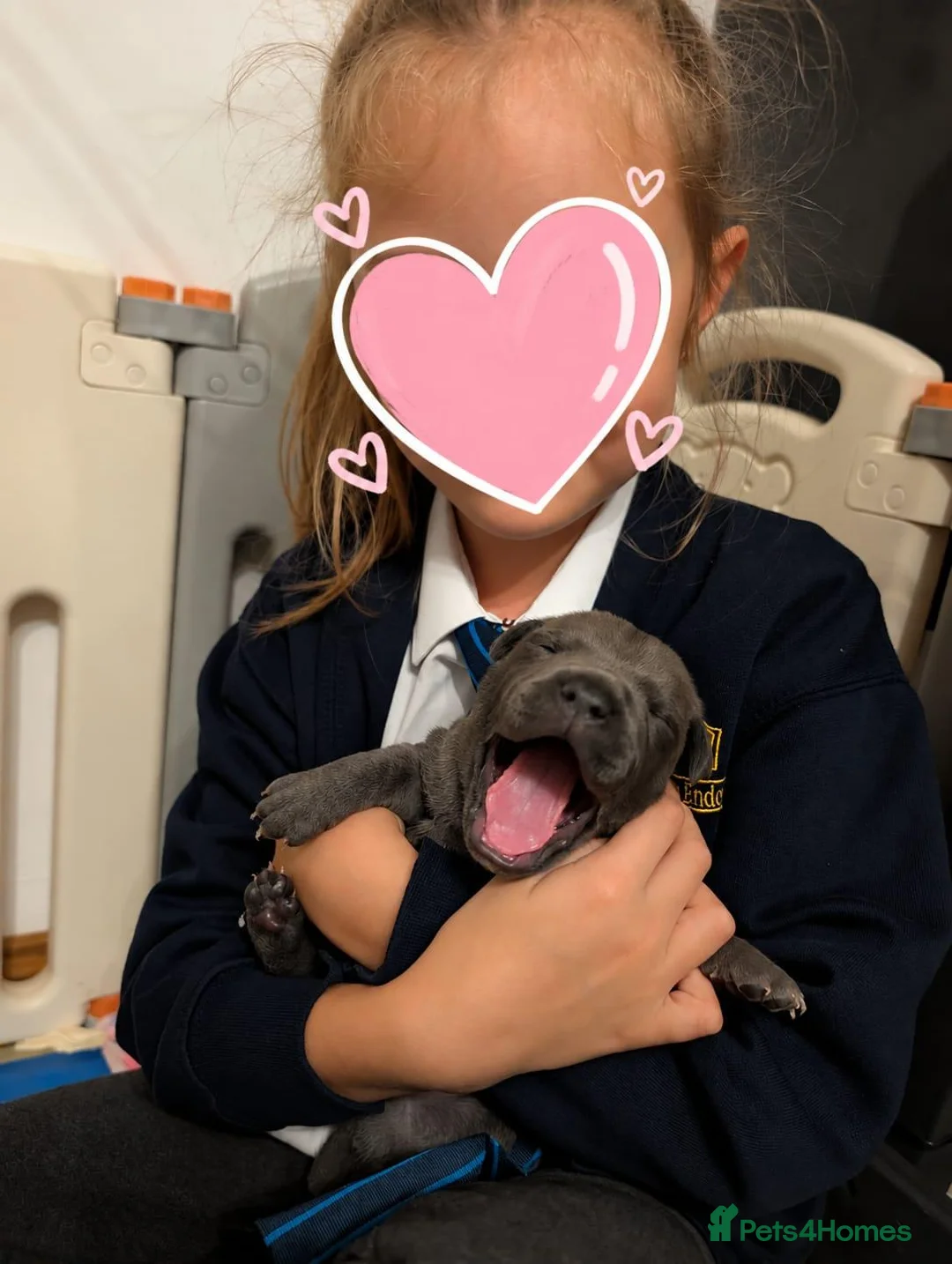 Staffordshire Bull Terrier dogs for sale: Staffordshire bull terrier - Advert 11