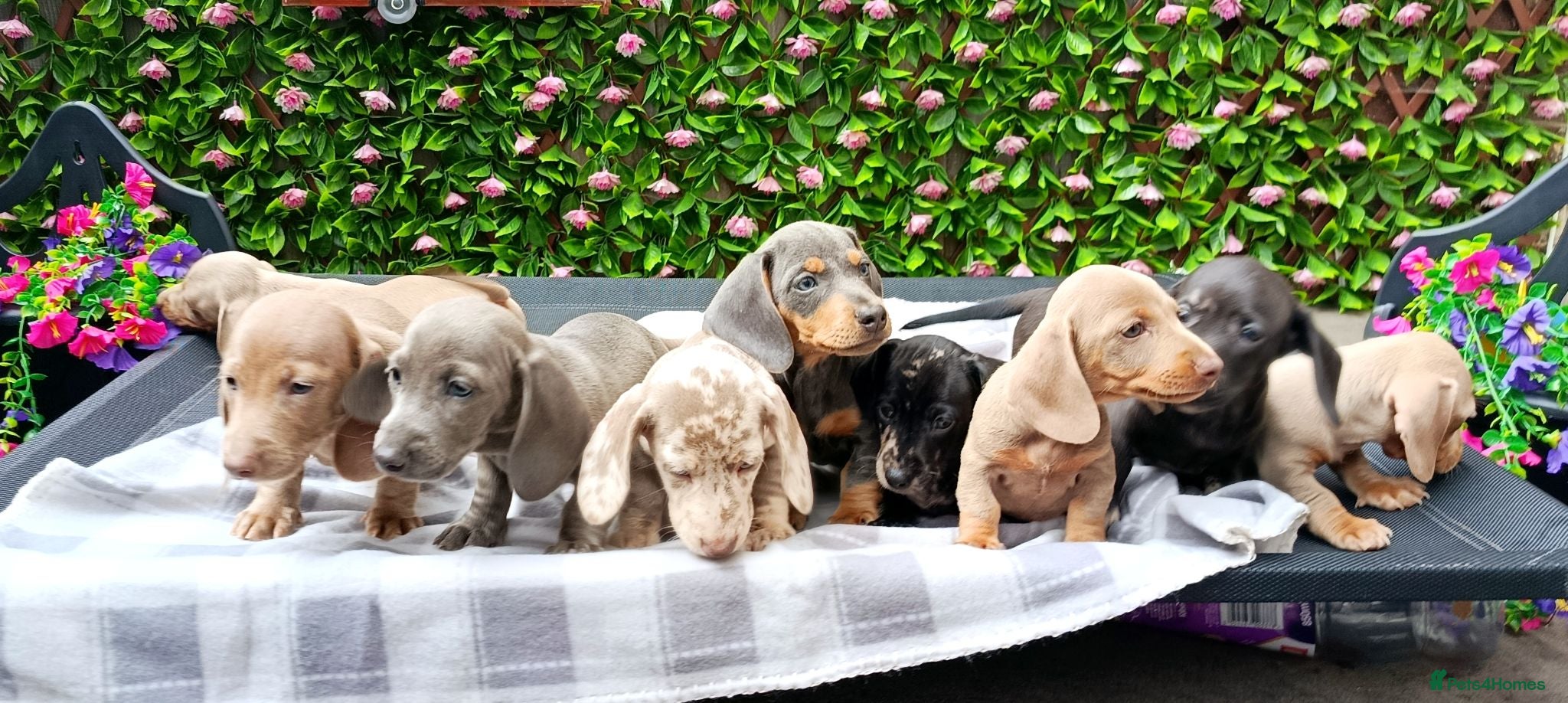 Dachshund dogs QUAILTY MINI KC Reg PRA CLEAR  - Advert 1