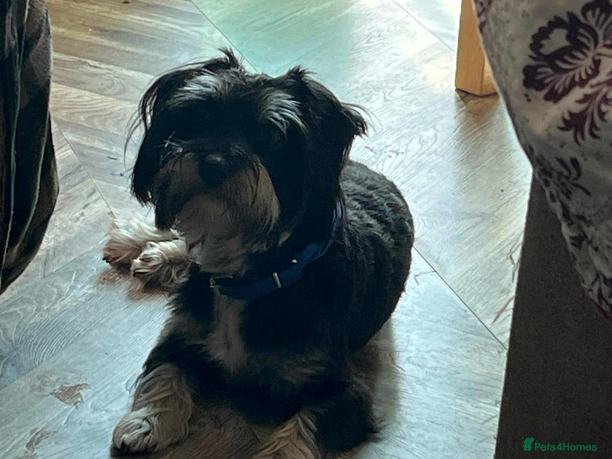 Morkie dogs Ted for stud  - Advert 2