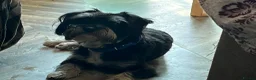 Morkie dogs for stud: Morkie boy, Ted, for stud in Walsall - Advert 3