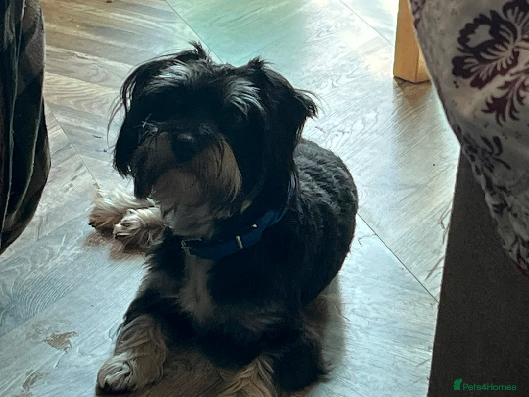 Morkie dogs for stud: Morkie boy, Ted, for stud in Walsall - Advert 3