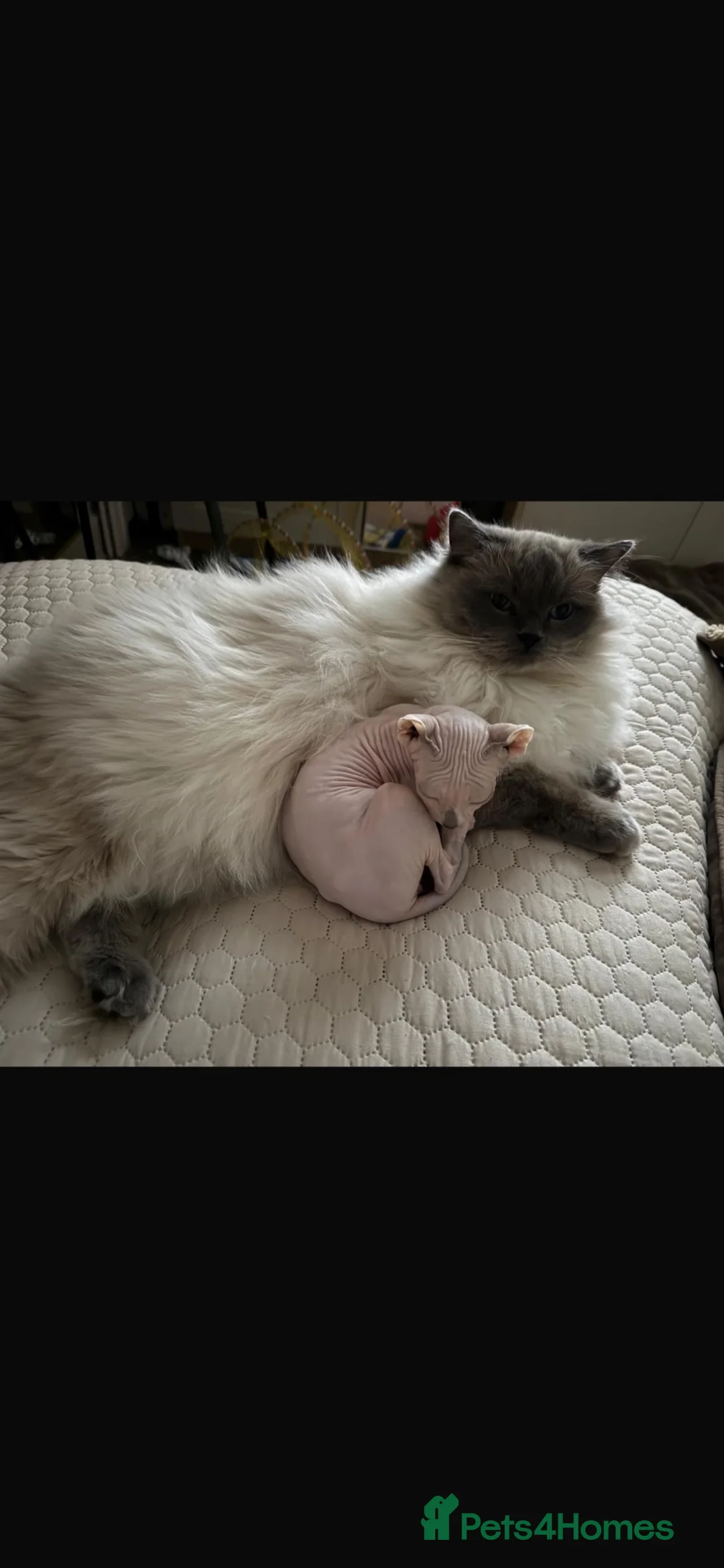 Ragdoll cats for sale: 1 year old rag doll boy  - Advert 2
