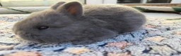 Mixed Breed rabbits for sale: Holicer Rabbits - Advert 5