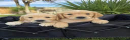 Golden Retriever dogs for sale: *Beautiful DNA clear kc reg Golden retriever pups* - Advert 5