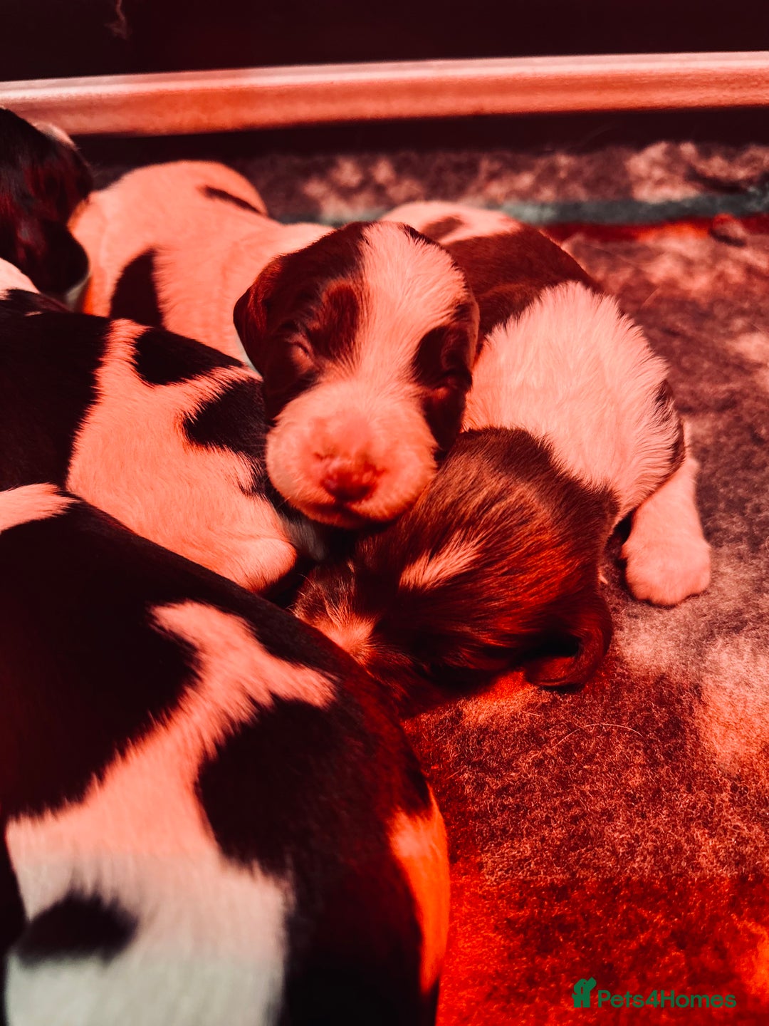 English Springer Spaniel dogs for sale: KC English Springer Spaniels  - Advert 29