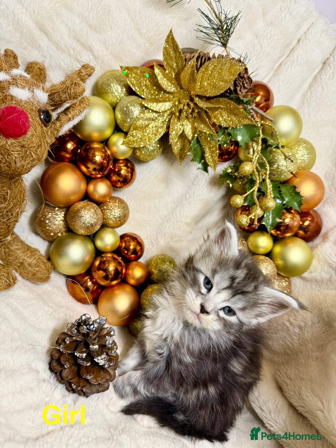 Maine Coon cats for sale: 🏅❤️Champ blood beautiful Mainecoone kittens 🏅 - Advert 6