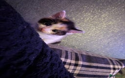 Mixed Breed cats for sale: Stunning kittens available now  - Image 24