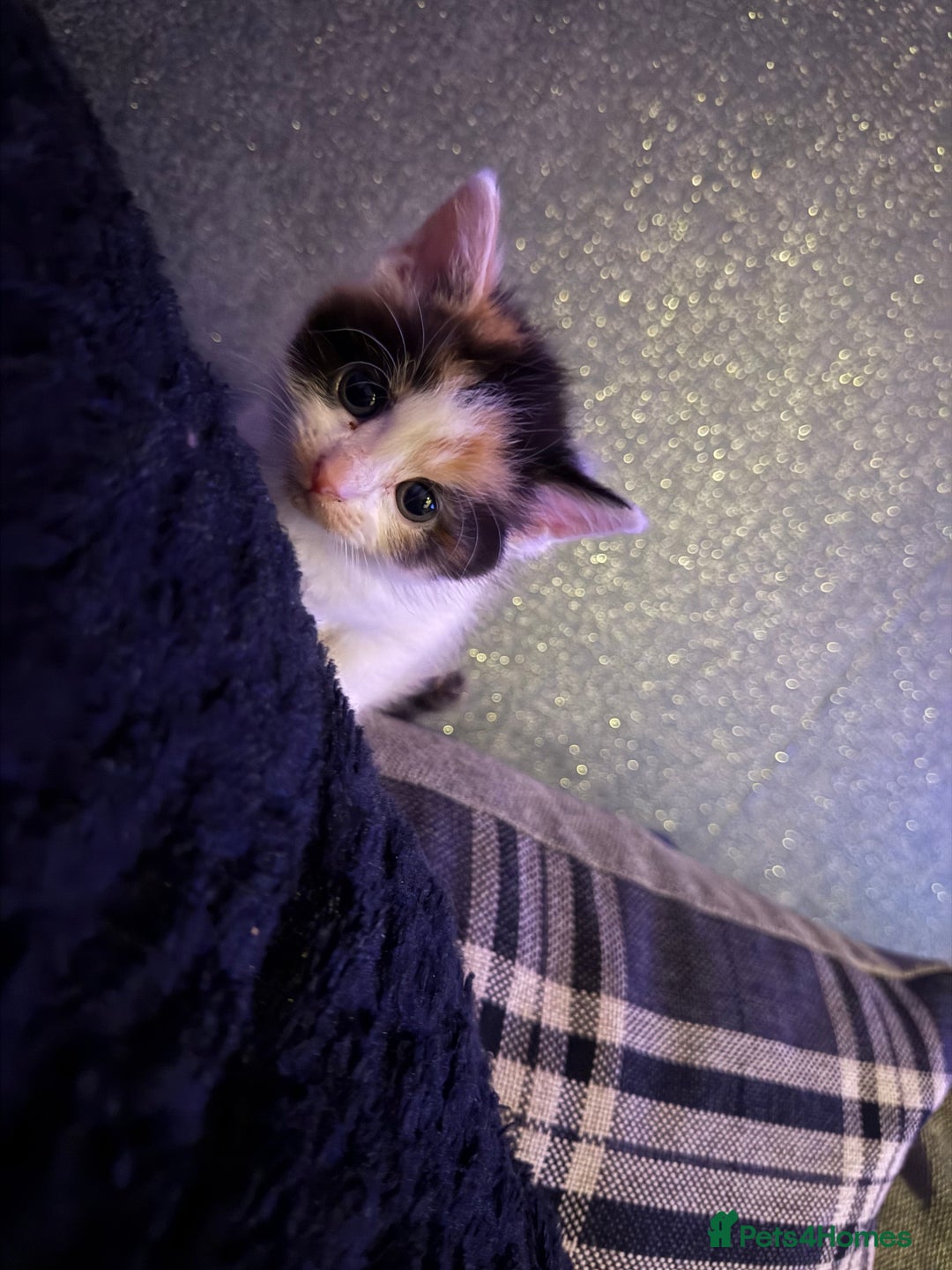 Mixed Breed cats for sale: Stunning kittens available now  - Image 24