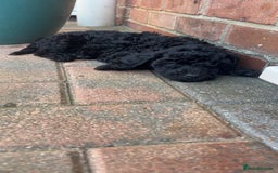 Miniature Poodle dogs for sale: Miniature poodles REDUCED READY TO LEAVE NOW  - Image 34