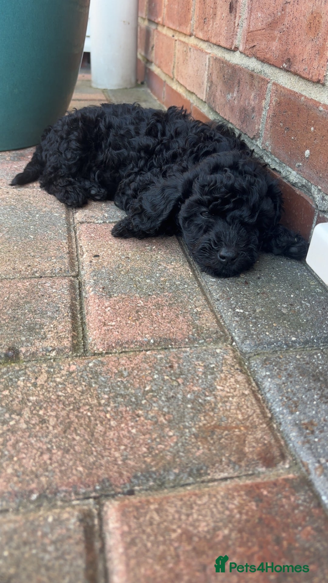 Miniature Poodle dogs for sale: Miniature poodles REDUCED READY TO LEAVE NOW  - Image 34
