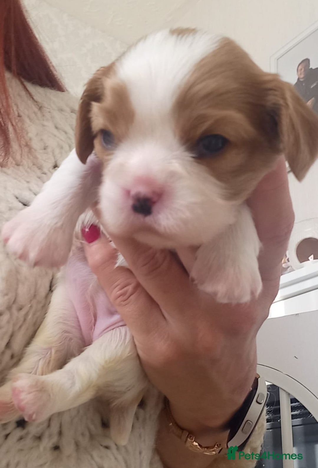 Cavalier King Charles Spaniel dogs STUNNING CAVALIER KING CHARLES SPANIEL PUPPIES *** - Advert 13