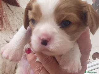 Cavalier King Charles Spaniel dogs STUNNING CAVALIER KING CHARLES SPANIEL PUPPIES *** - Advert 13