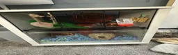 Hamster rodents for sale: Russian dwarf male hamster with omlet cage  - Advert 5
