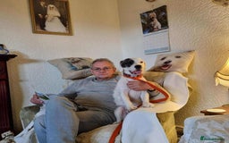 Mixed Breed dogs for adoption: Artemis - Fakenham Norfolk  - Image 11