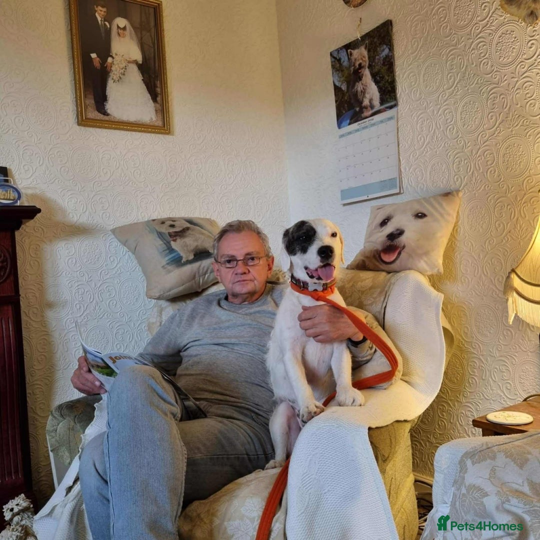Mixed Breed dogs for adoption: Artemis - Fakenham Norfolk  - Image 11