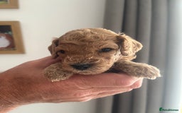 Cavapoo dogs for sale: Cavapoo - Image 3