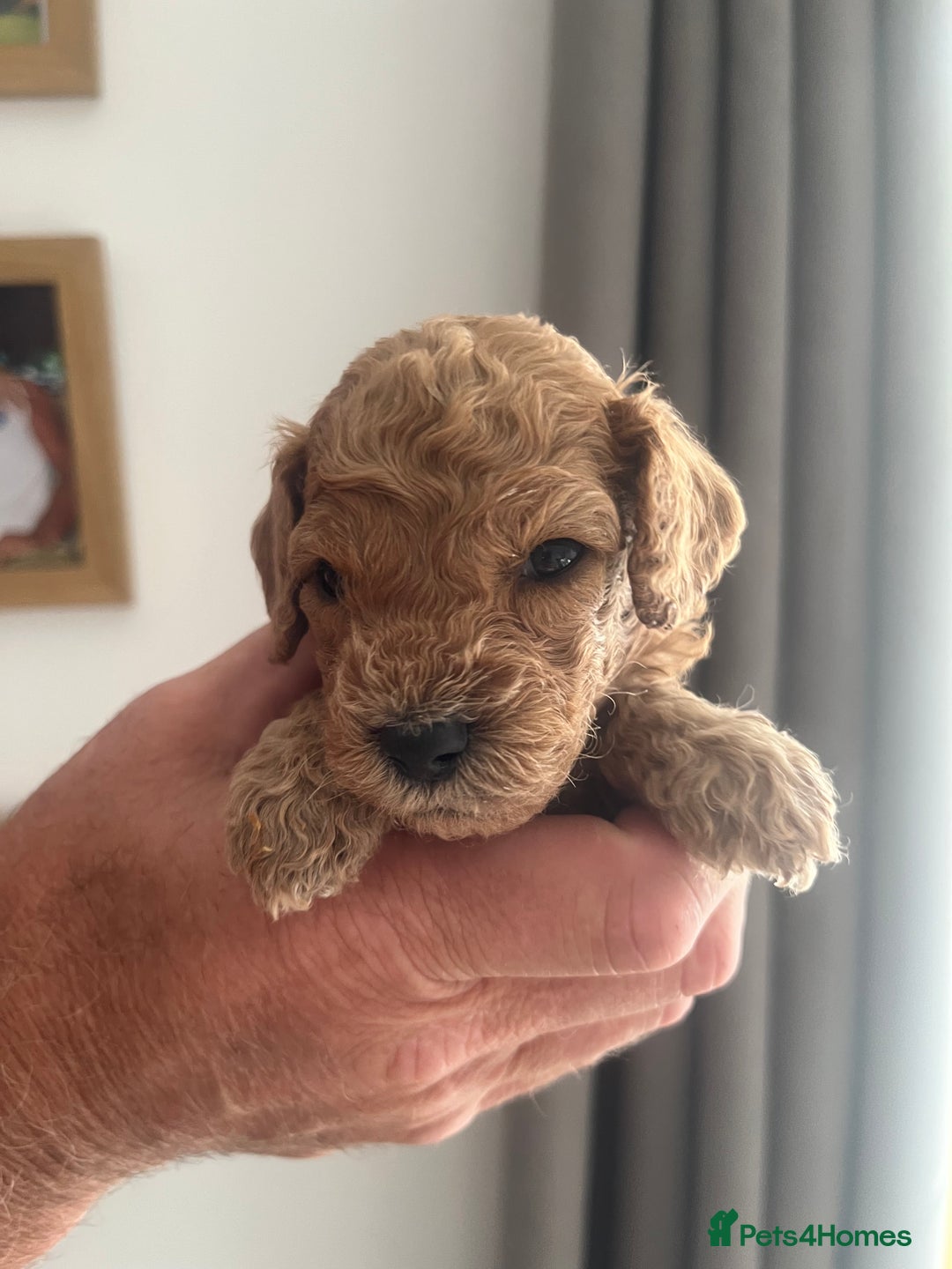 Cavapoo dogs for sale: Cavapoo - Image 3