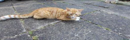 Bengal cats for sale:  Looking for a Loving Forever Home. Bengal/Calico - Advert 16