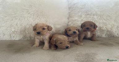 Cockapoo dogs - Advert 12