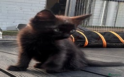 Ragdoll cats for sale: Ragdoll kitten  - Image 5