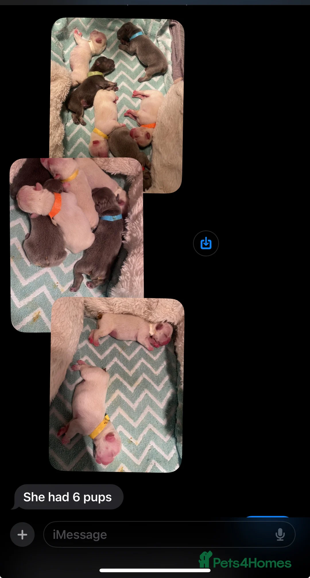 French Bulldog dogs for stud: Hector Starfex in Leigh - Advert 29