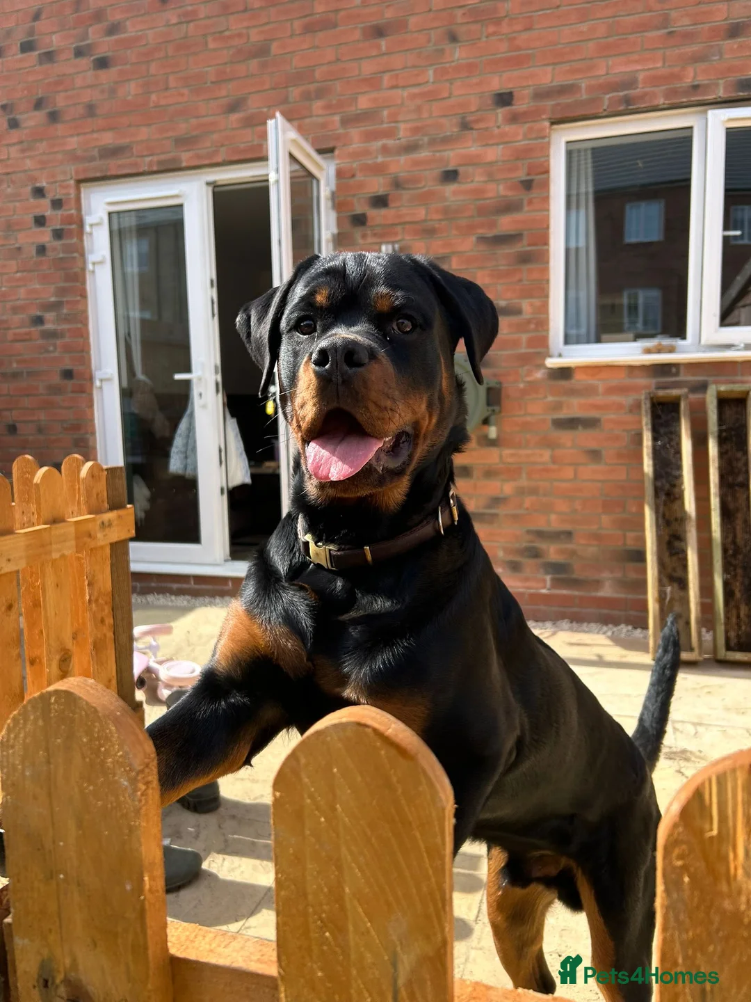 Rottweiler dogs for sale: Pedigree Male Stud Rottweiler Puppy  - Advert 2