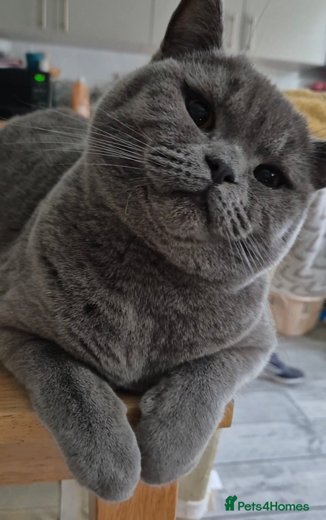 British Shorthair cats for sale: Bonded pair girl & boy - Advert 4