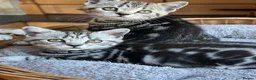 British Shorthair cats for sale: Pedigree British Shorthair Silver Tabby kittens - Advert 8