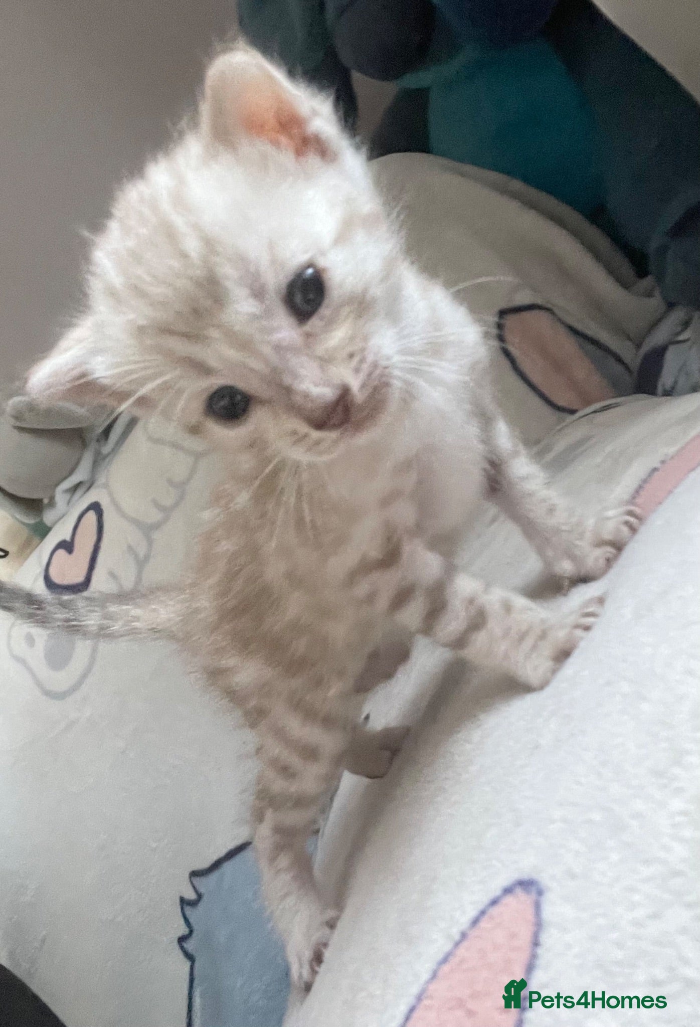 Bengal cats 1 beautiful full breed bengal kit left  - Advert 6