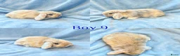 Mini Lop rabbits for sale: Baby Mini Lops Ready 08/08 - Advert 9