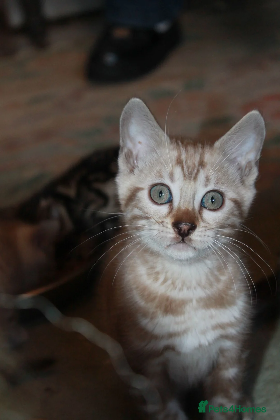 Bengal cats for sale: Beautiful TICA Registered Male Bengal Kittens - Advert 2