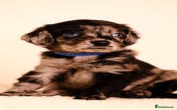 Mixed Breed dogs for sale: 8 UNIQUE Spaniel x Poodle Puppies - Image 6