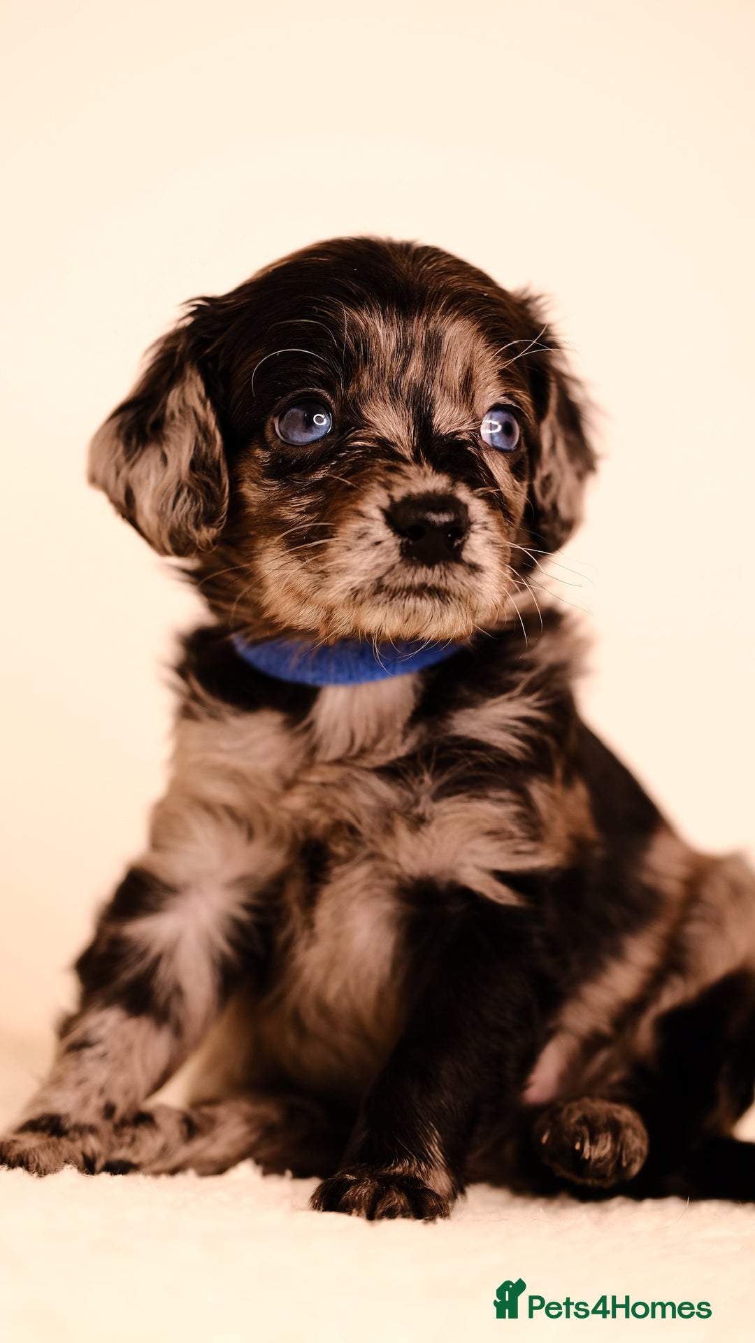 Mixed Breed dogs for sale: 8 UNIQUE Spaniel x Poodle Puppies - Image 6