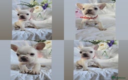 French Bulldog dogs for sale: 10 weeks old KC registered French bulldog puppies  - Image 6