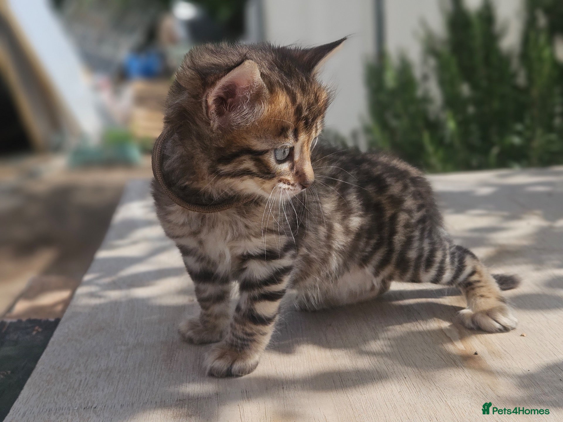 Bengal cats Exceptional rare cashmere bengal boys - Advert 15