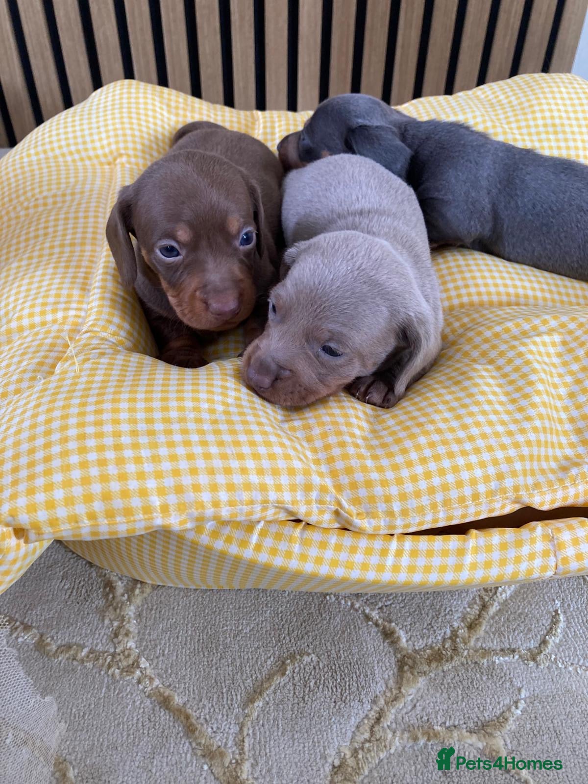 Dachshund dogs Mini Dachshund Puppy   - Advert 17