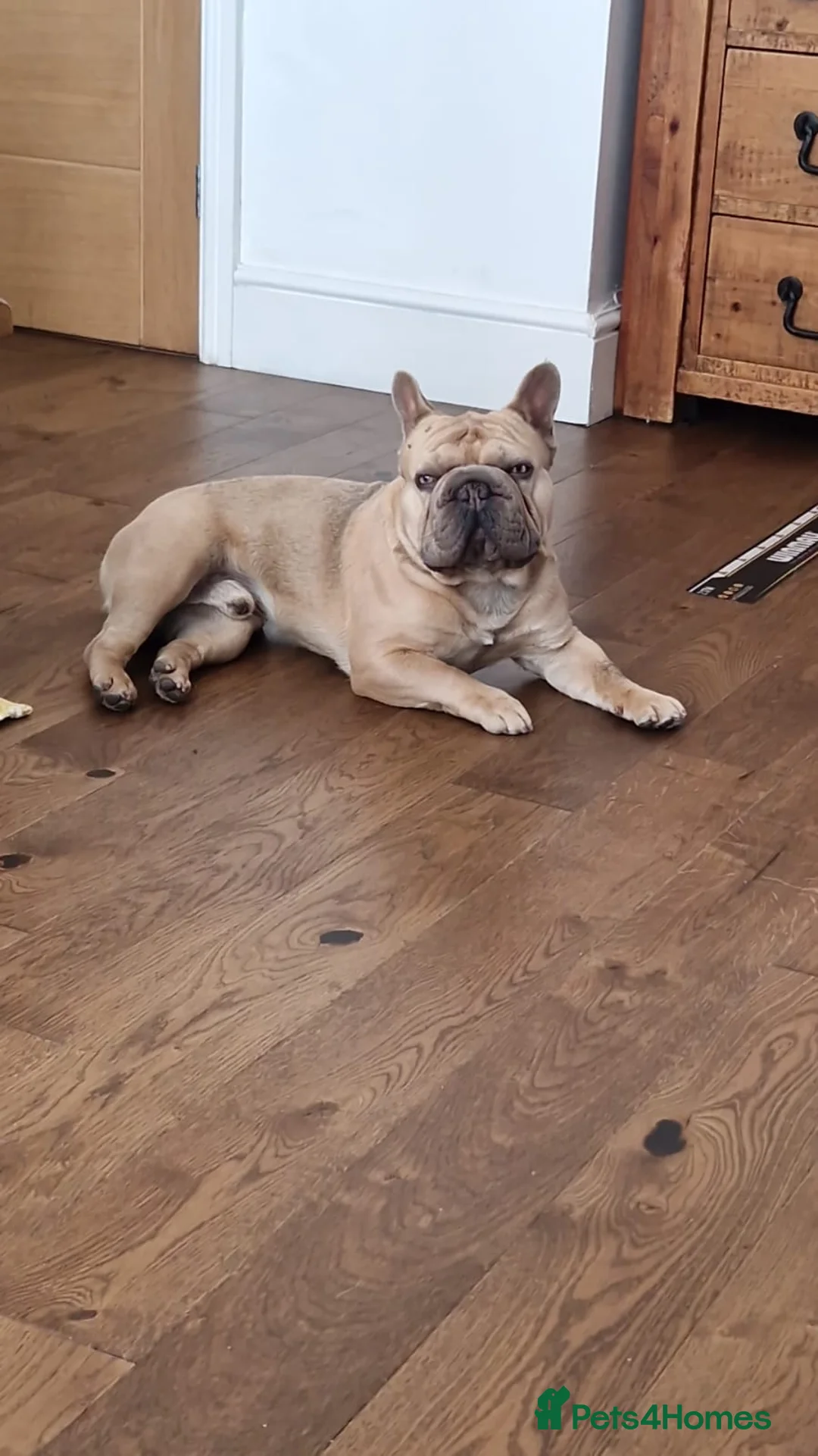 French Bulldog dogs for adoption: French bulldog  in Manchester - Advert 2
