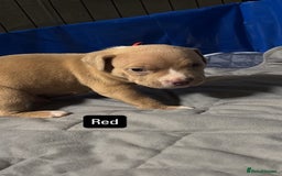 American Bully dogs for sale: AMERICAN POCKET BULLYS - Image 7