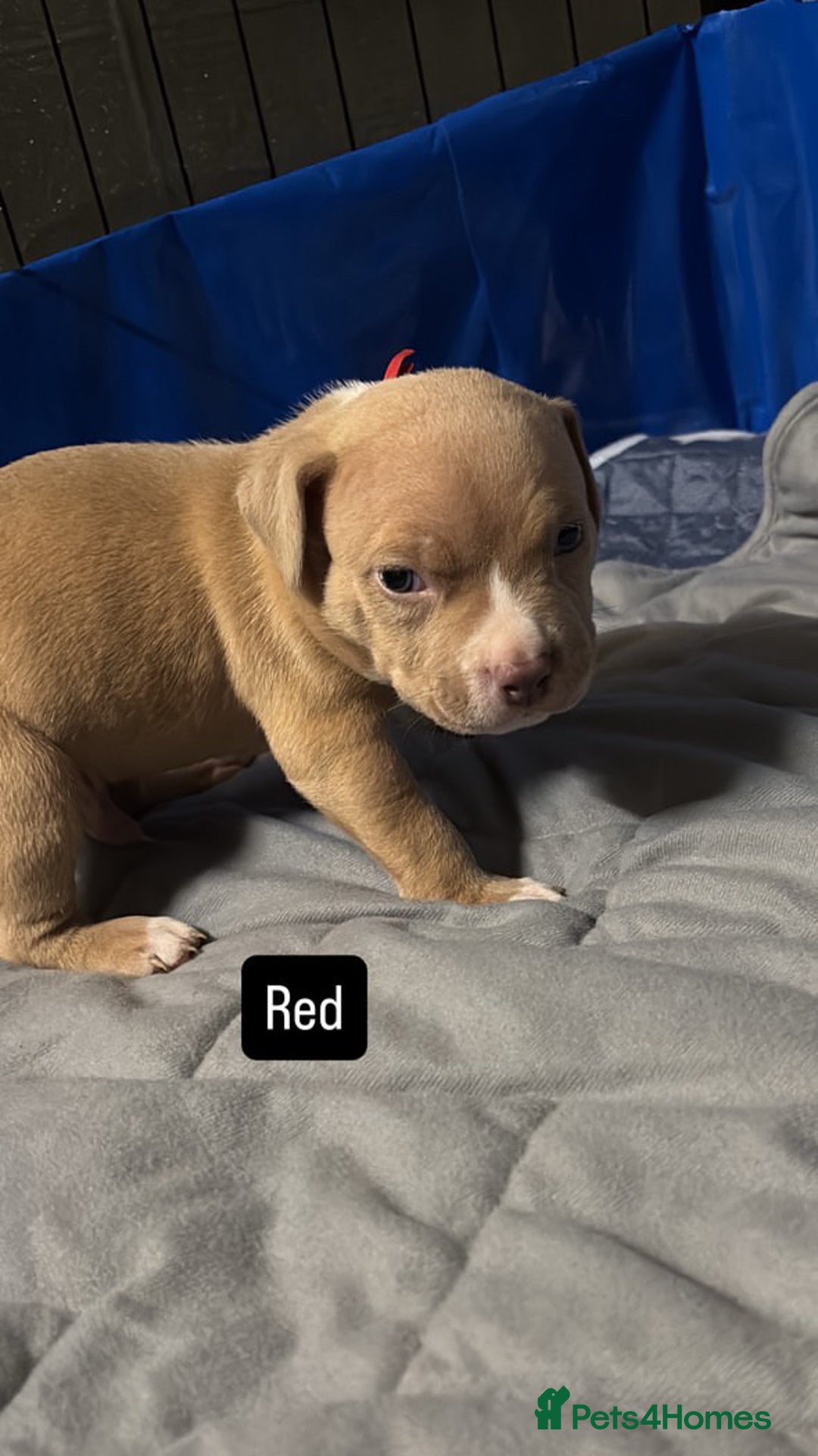 American Bully dogs for sale: AMERICAN POCKET BULLYS - Image 7