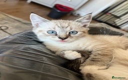 Ragdoll cats for sale: ONE BOY LEFT  Ragdoll cross kittens for sale  - Image 1