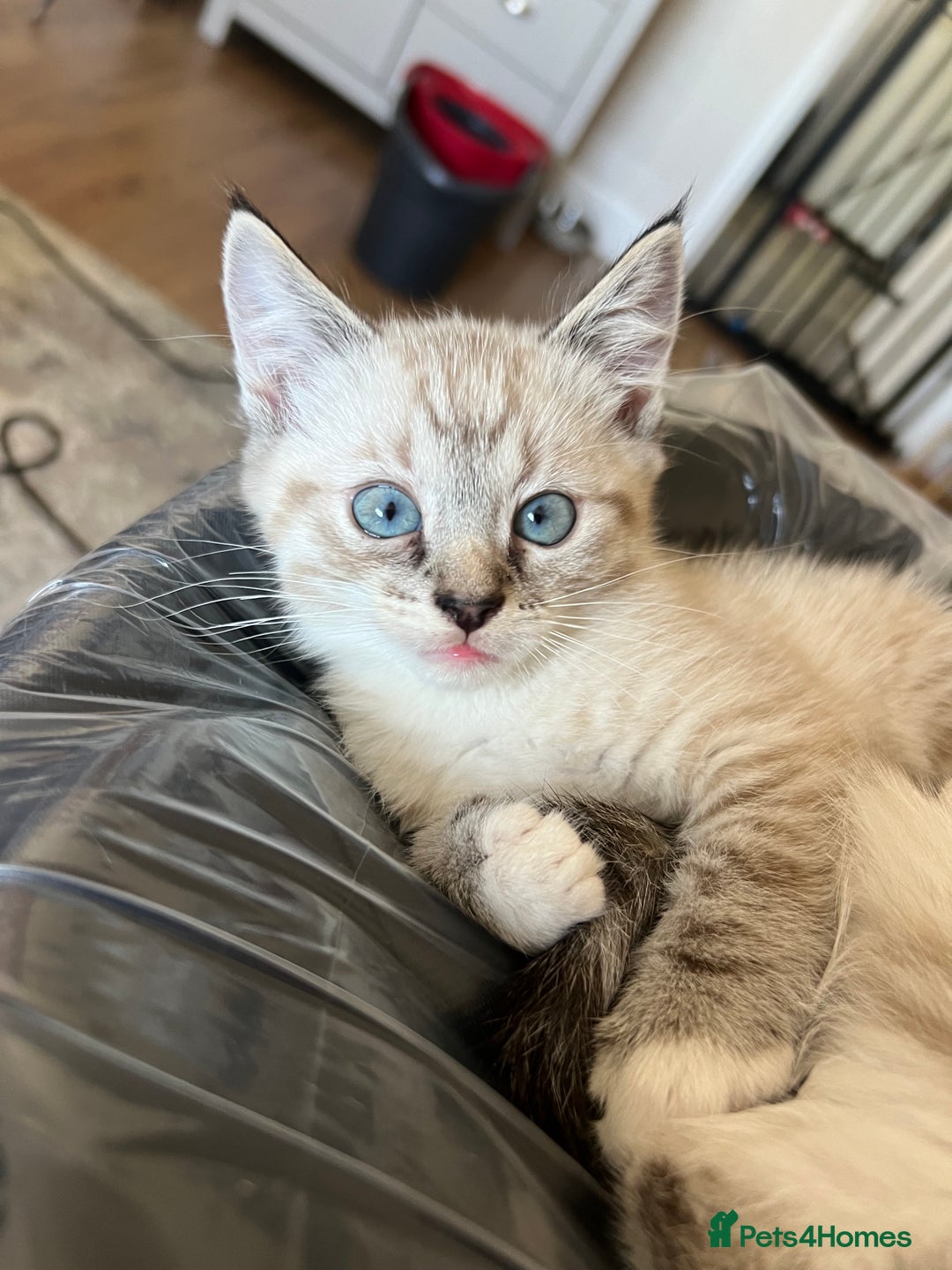 Ragdoll cats for sale: ONE BOY LEFT  Ragdoll cross kittens for sale  - Image 1
