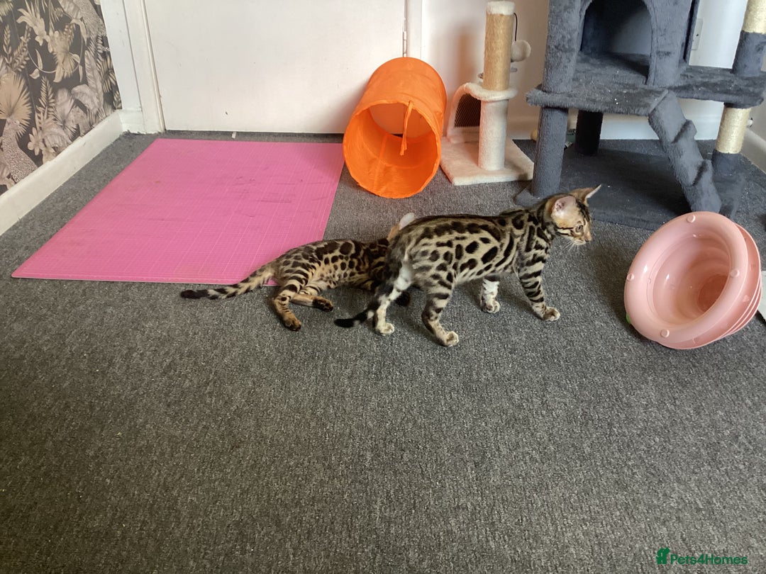 Bengal cats for sale: Bengal kittens READY NOW TICA reg pedigree  in Blandford Forum - Image 24
