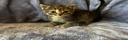 Ragdoll cats for sale: Ragdoll mix tabby ginger kittens  - Advert 18