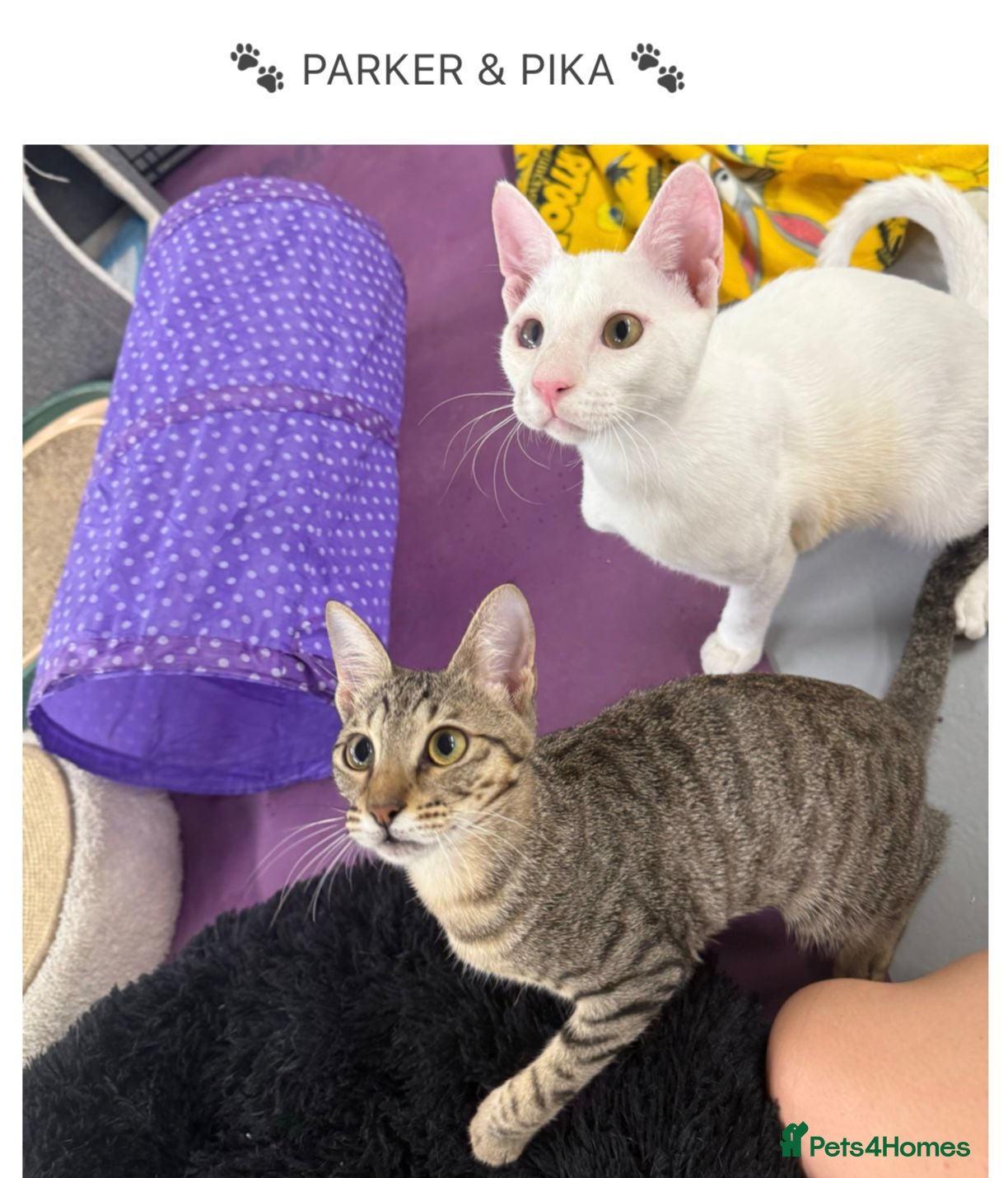 Mixed Breed cats PIKA-PARKER SHORT HAIRBREED THAT LOOSE LITTLE HAIR - Advert 3